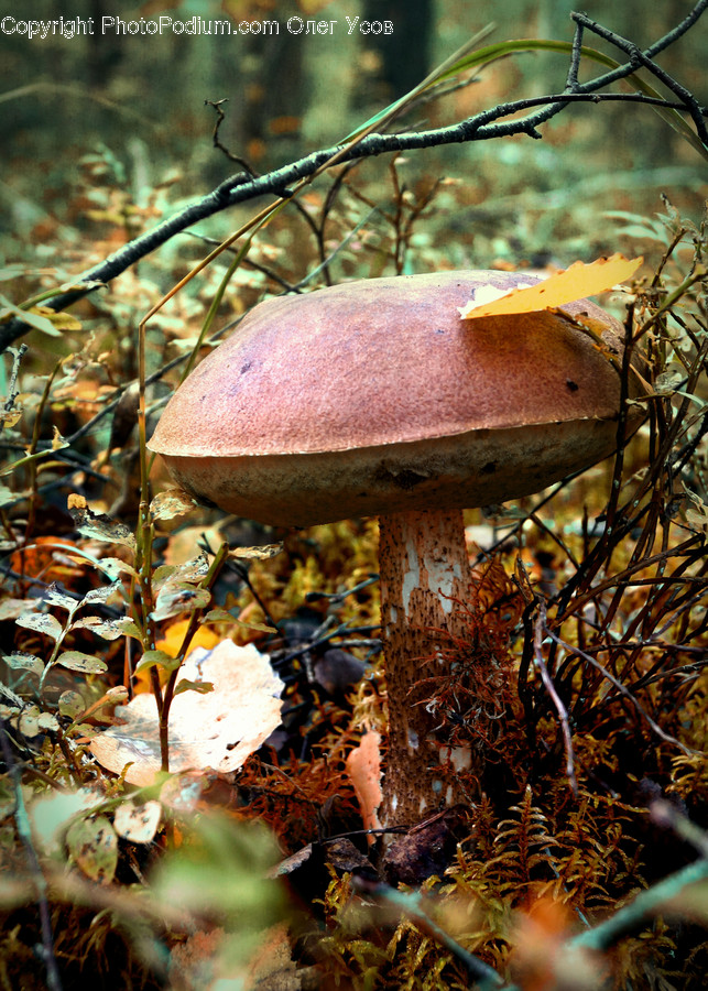 Fungus, Flora, Moss, Plant, Ivy