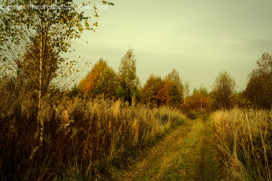 Flora, Grass, Plant, Field, Grassland
