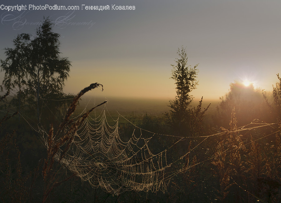 Conifer, Flora, Plant, Tree, Dawn