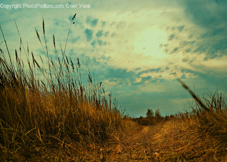 Flora, Grass, Plant, Reed, Field