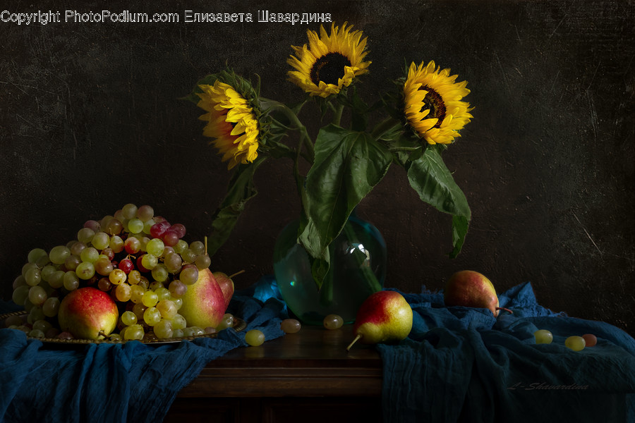 Blossom, Flora, Flower, Plant, Sunflower
