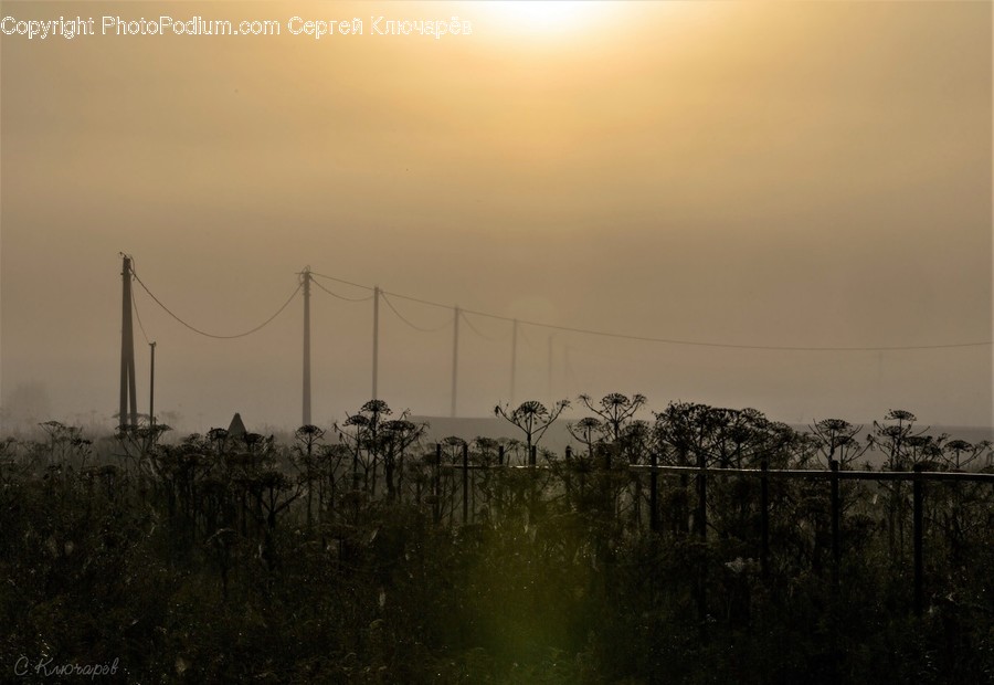 Fog, Nature, Weather, Flora, Plant