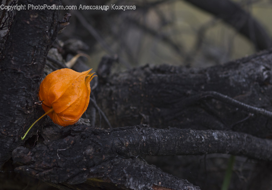 Blossom, Crocus, Flora, Flower, Plant