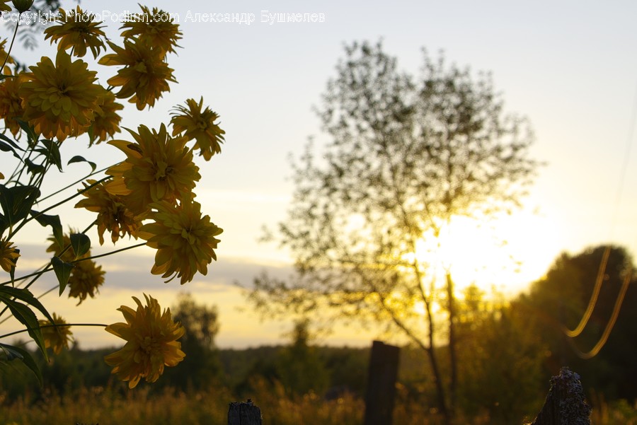 Blossom, Daisies, Daisy, Flora, Flower