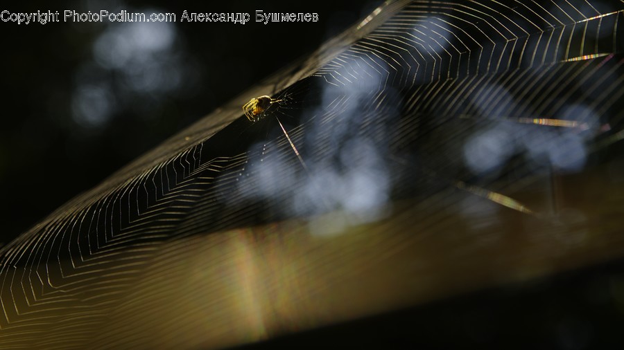Animal, Arachnid, Garden Spider, Insect, Invertebrate