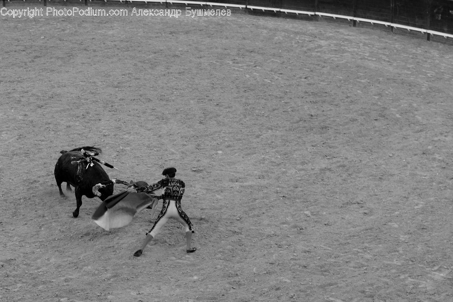 Human, People, Person, Animal, Bull