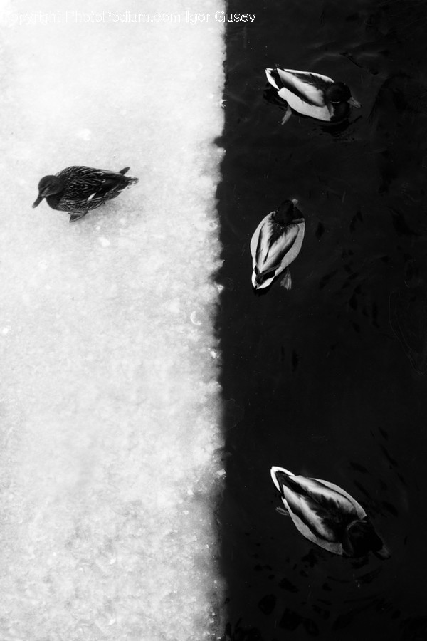 Outdoors, Ripple, Water, Animal, Bird