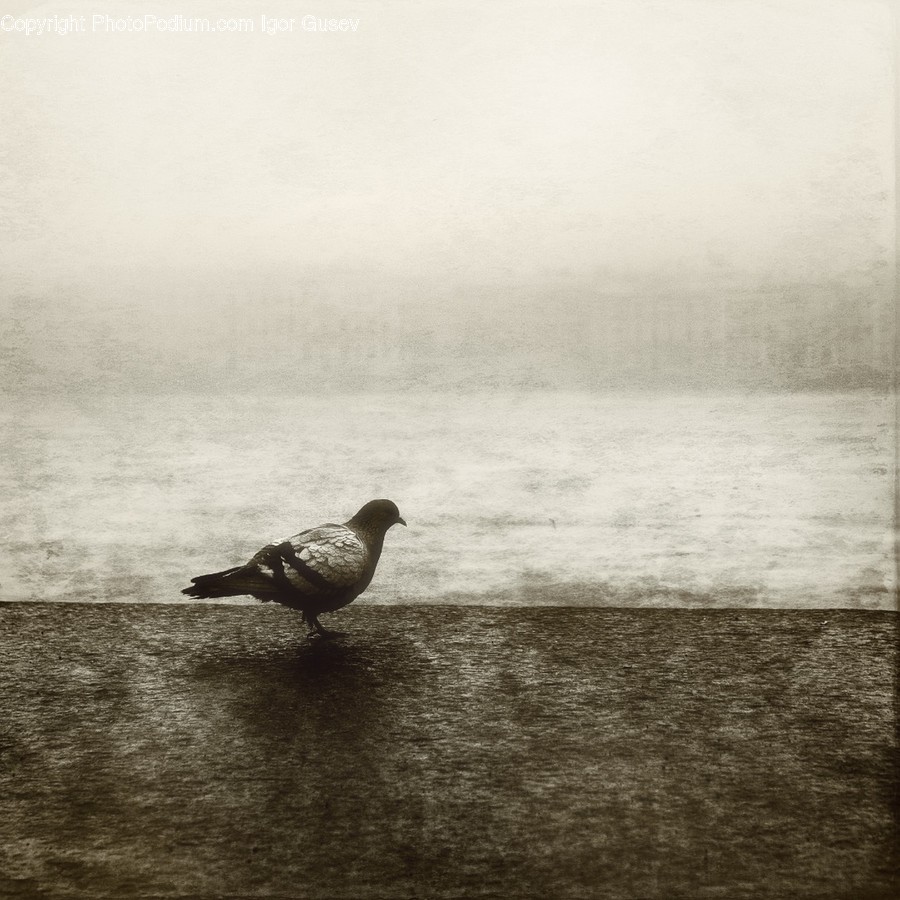 Animal, Bird, Pigeon, Nature, Ocean