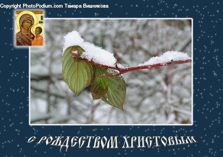 Flora, Flower, Hibiscus, Plant, Poppy, Frost, Ice