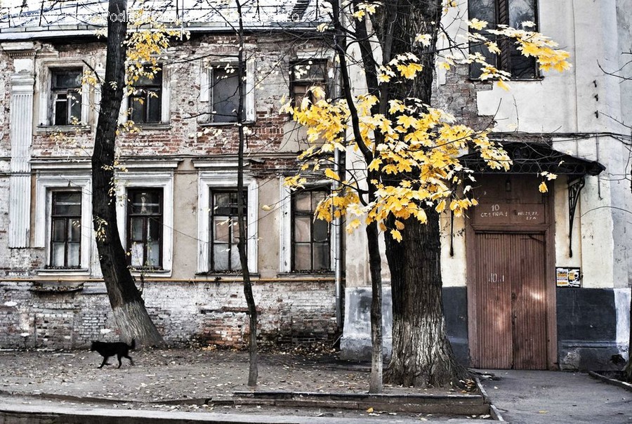 Blossom, Flora, Flower, Plant, Alley