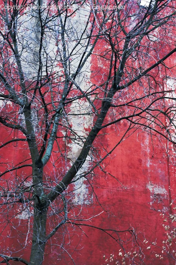 Flora, Plant, Tree, Maple, Birch