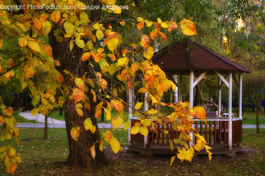 Gazebo, Flora, Ivy, Plant, Vine