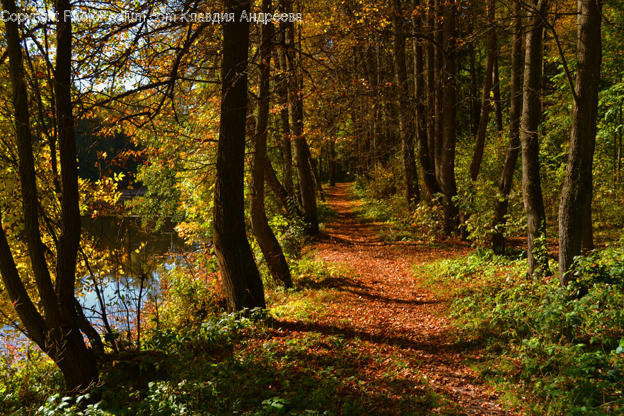 Flora, Forest, Land, Nature, Outdoors
