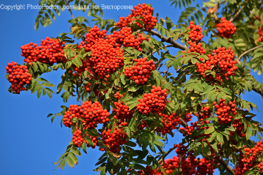 Flora, Food, Fruit, Plant, Produce