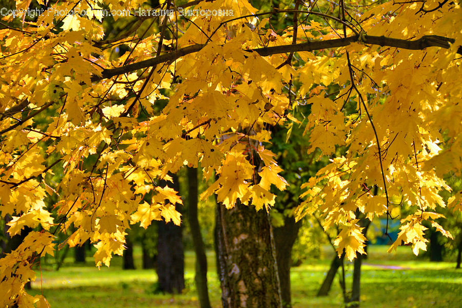 Birch, Flora, Plant, Tree, Oak