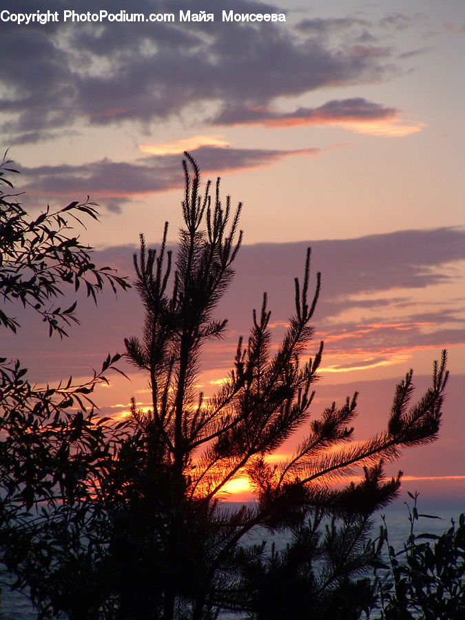 Dawn, Dusk, Red Sky, Sky, Sunrise, Sunset, Grass
