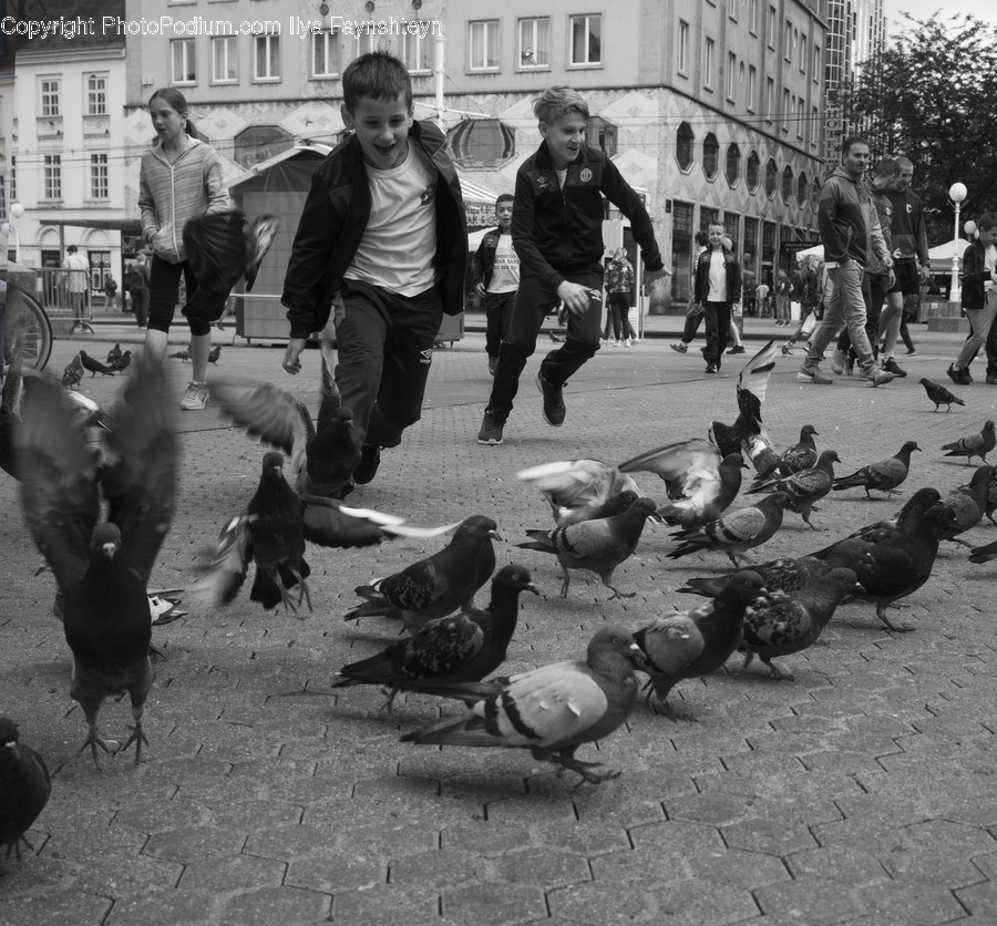 Human, People, Person, Animal, Bird
