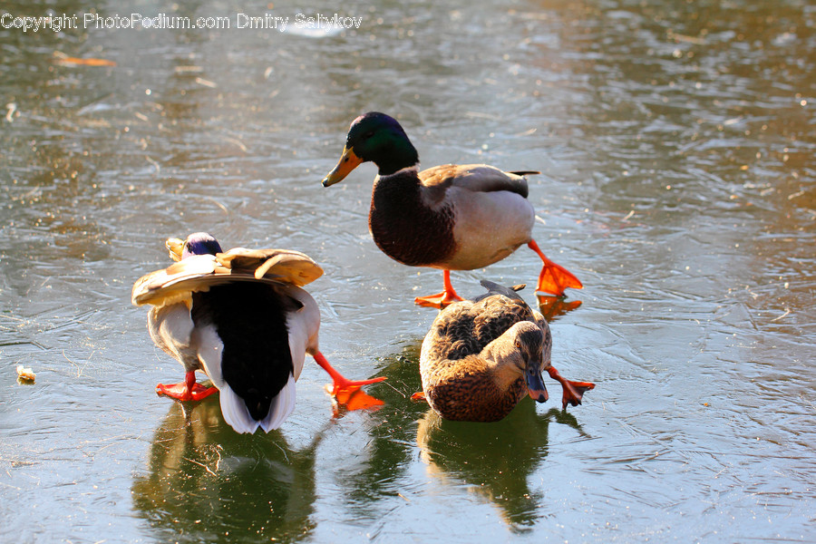 Animal, Bird, Duck, Waterfowl, Goose