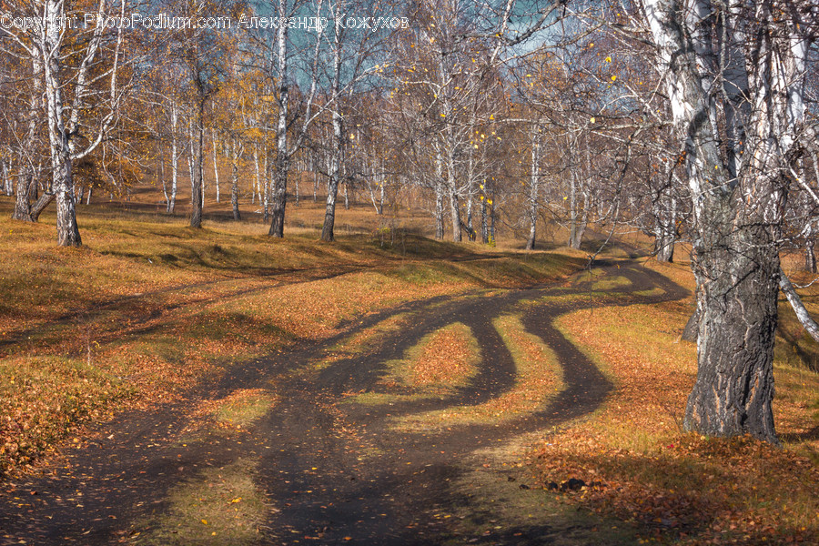 Birch, Flora, Plant, Tree, Dirt Road