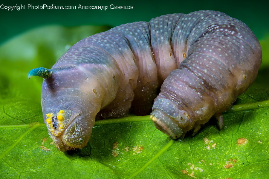 Animal, Invertebrate, Snail
