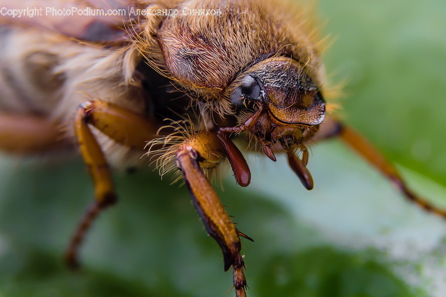 Animal, Bee, Insect, Invertebrate, Apidae