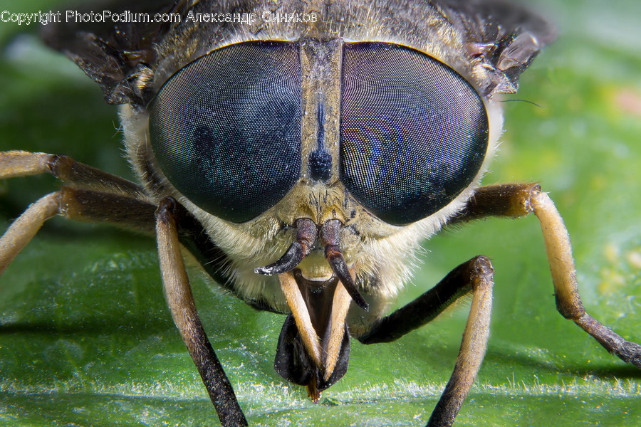 Animal, Dung Beetle, Insect, Invertebrate, Outdoors