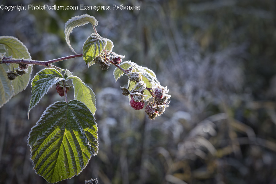 Frost, Ice, Outdoors, Snow, Conifer