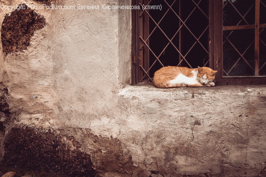 Animal, Mammal, Tiger, Wildlife, Asleep