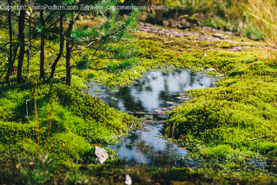 Flora, Forest, Land, Nature, Outdoors