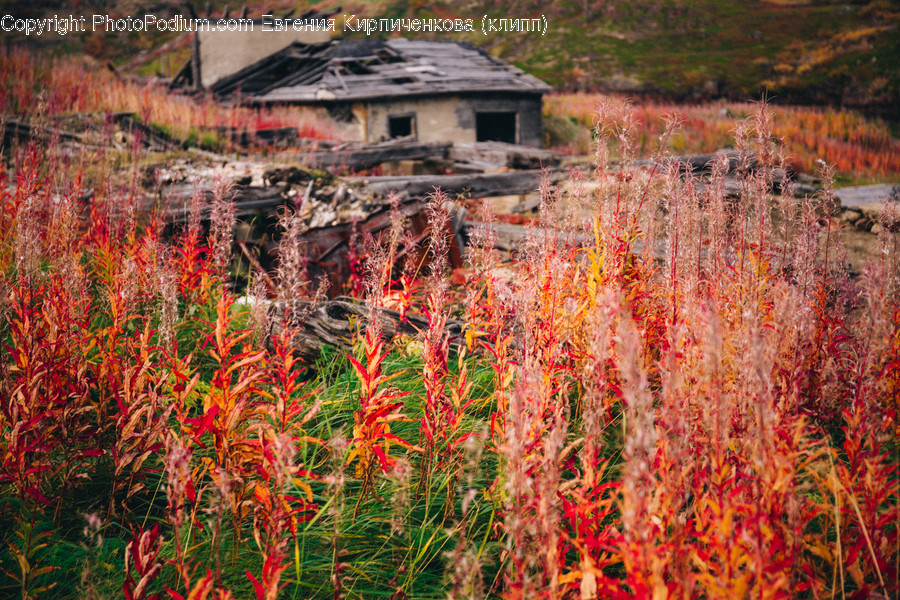 Bush, Flora, Plant, Vegetation, Grass