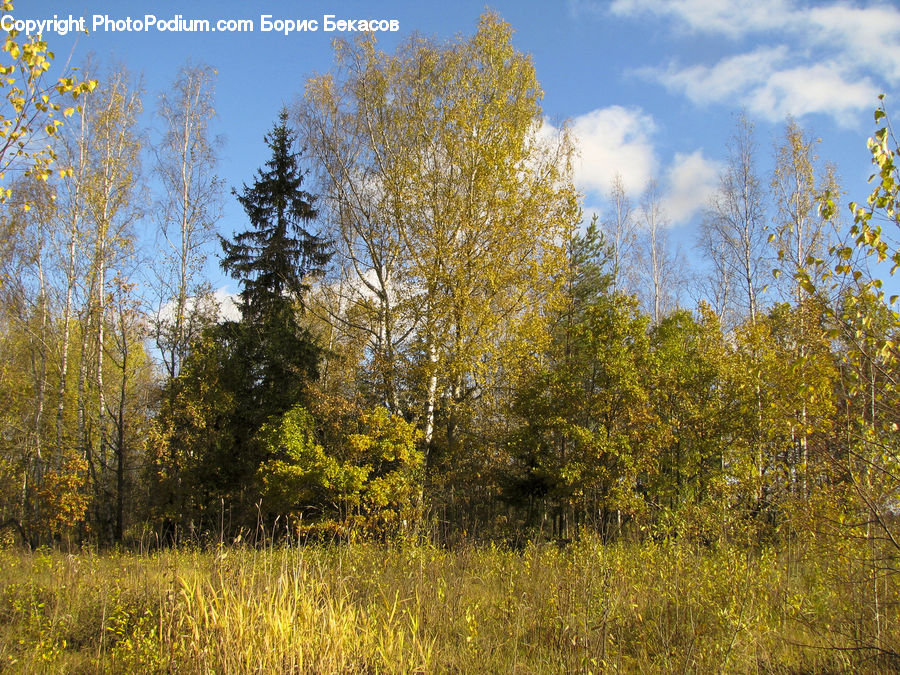 Field, Grass, Grassland, Plant, Land, Outdoors, Conifer