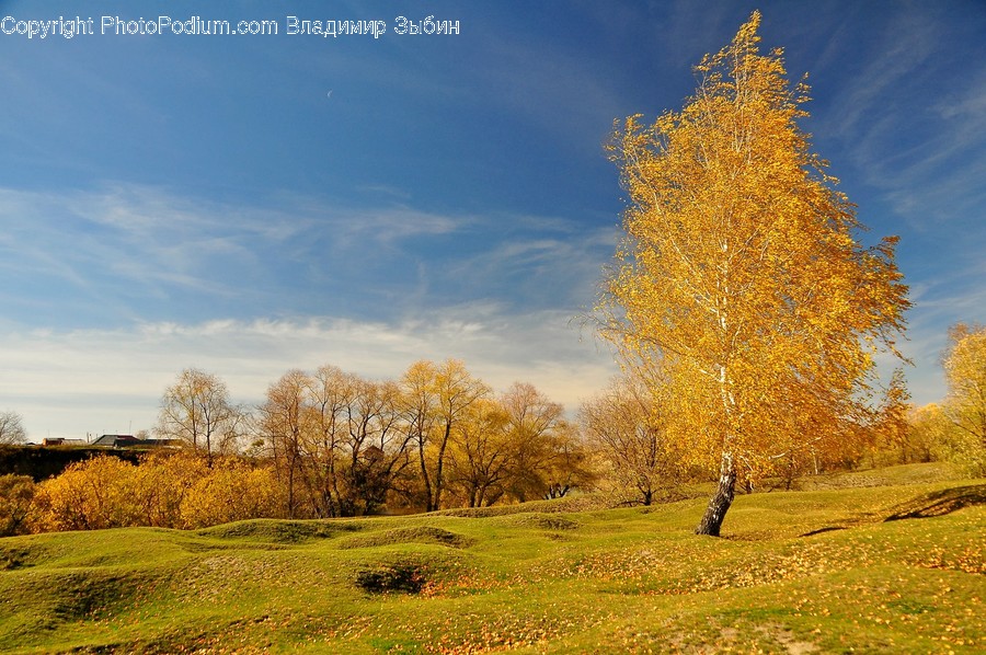 Field, Grassland, Outdoors, Birch, Flora