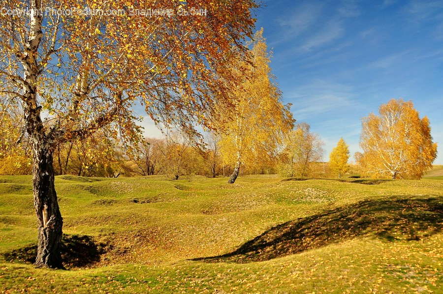Field, Grassland, Outdoors, Flora, Grass