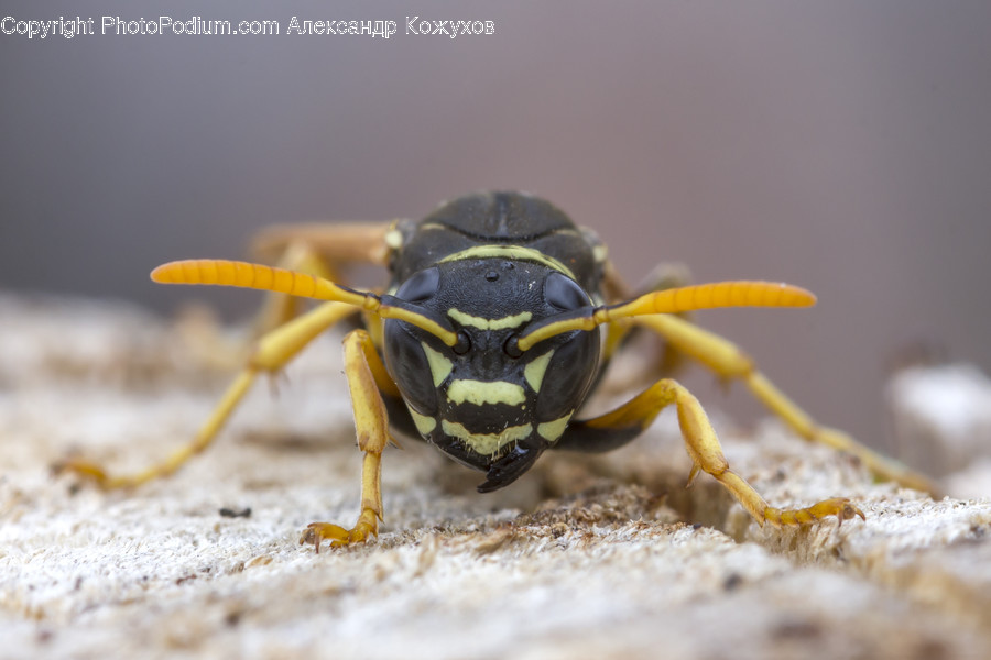 Animal, Insect, Invertebrate, Grasshopper, Andrena