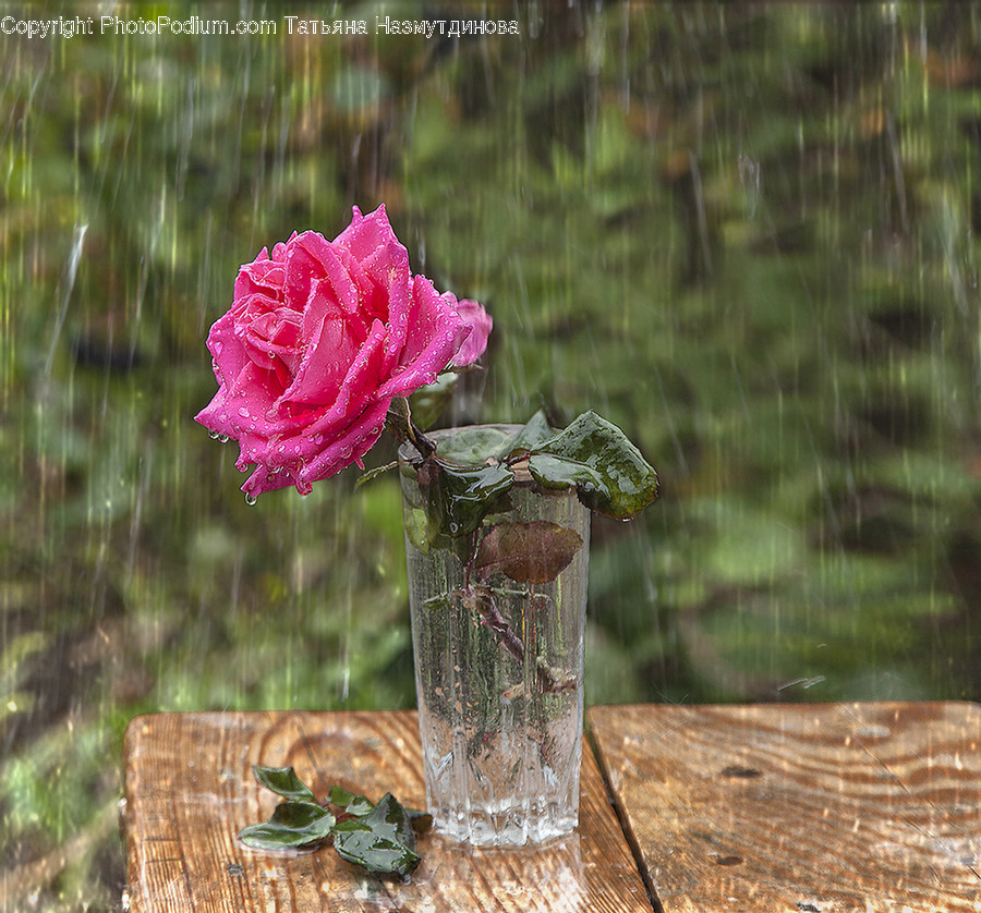 Blossom, Carnation, Flora, Flower, Plant