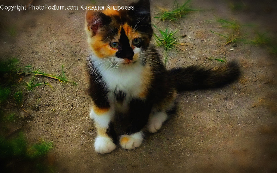 Animal, Cat, Mammal, Manx, Pet