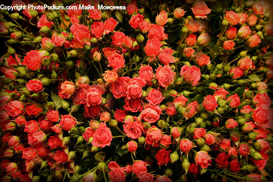 Blossom, Flower, Plant, Rose, Flora, Geranium, Flower Arrangement