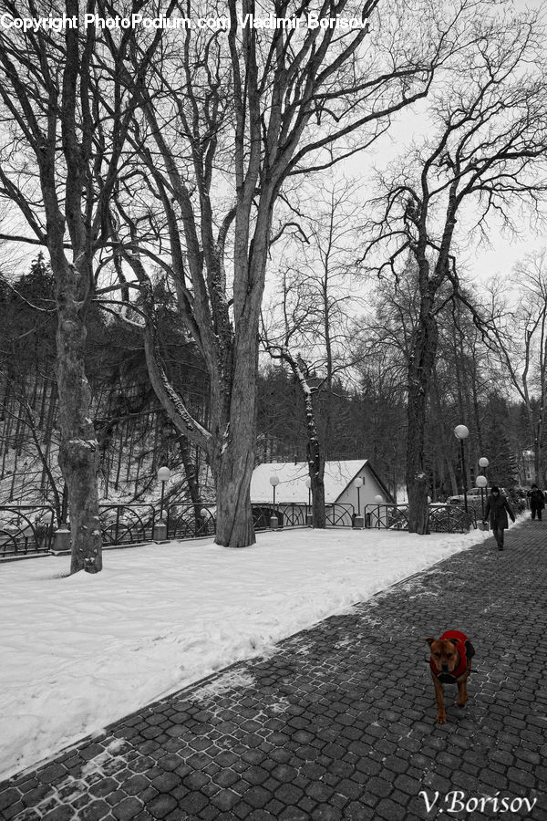 Park, Plant, Tree, Oak, Wood, Boardwalk, Path