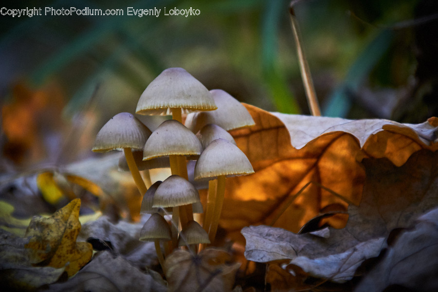 Fungus, Agaric, Flora, Mushroom, Plant