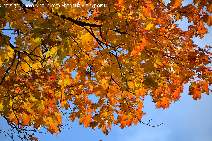 Flora, Maple, Plant, Tree, Birch