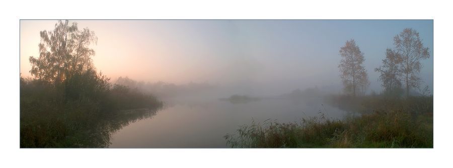 Fog, Plant, Tree, Forest, Vegetation, Mist, Outdoors