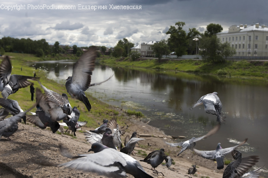 Animal, Bird, Pigeon, Human, People