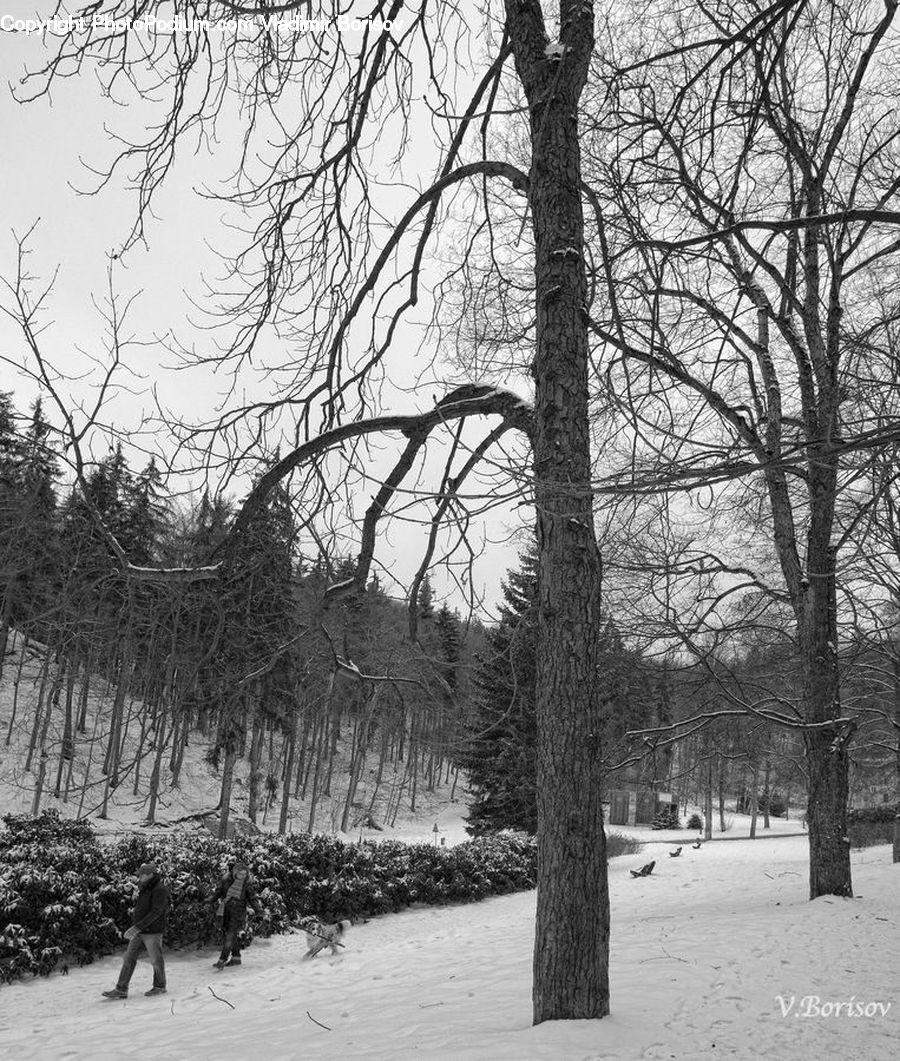 Plant, Tree, Oak, Wood, Forest, Grove, Land