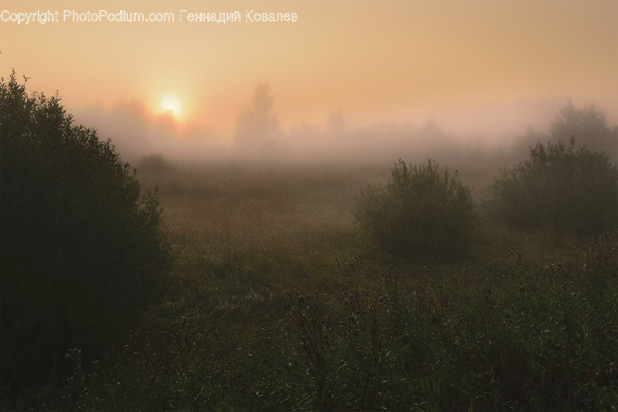 Fog, Nature, Weather, Mist, Outdoors