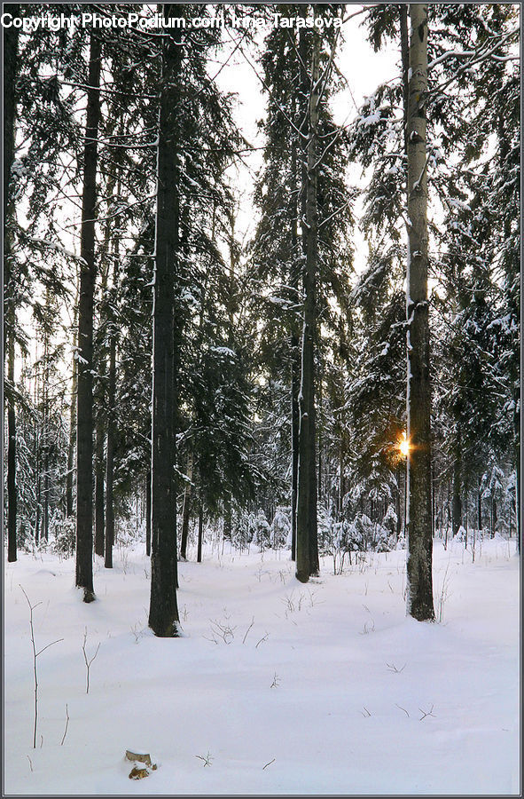 Forest, Vegetation, Conifer, Fir, Pine, Spruce, Wood