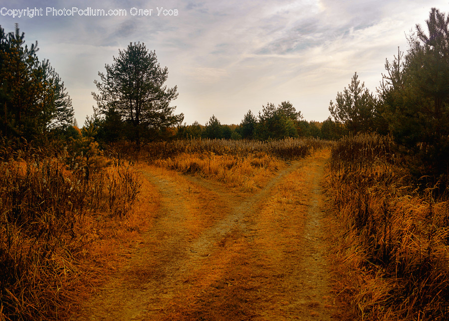Dirt Road, Gravel, Road, Field, Grassland
