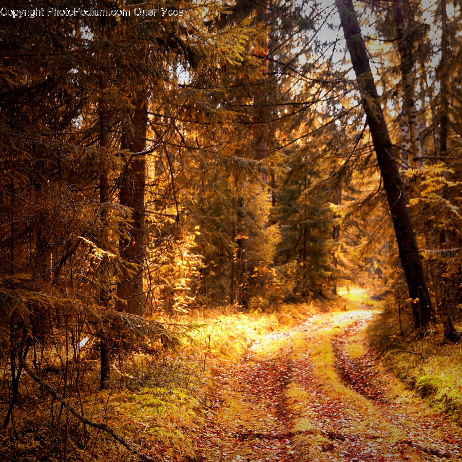 Dirt Road, Gravel, Road, Path, Flora