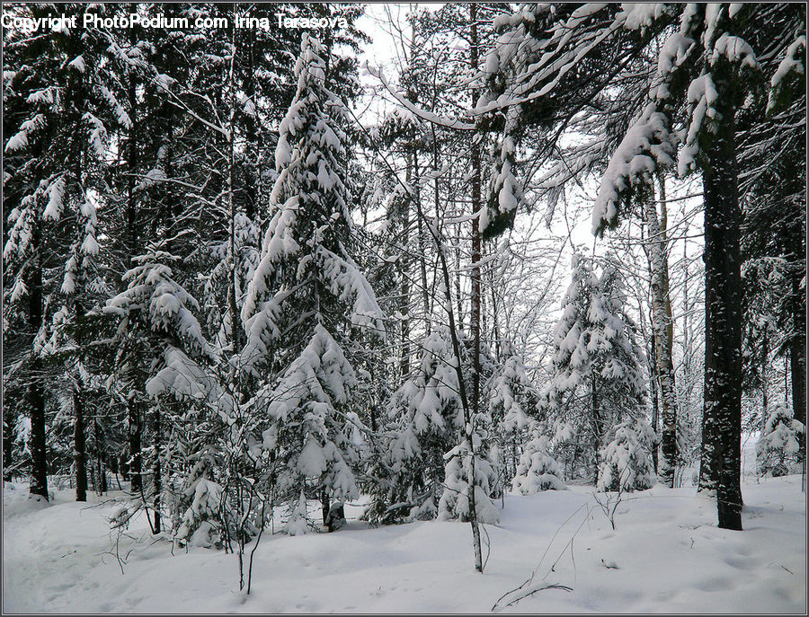 Forest, Vegetation, Ice, Outdoors, Snow, Conifer, Fir