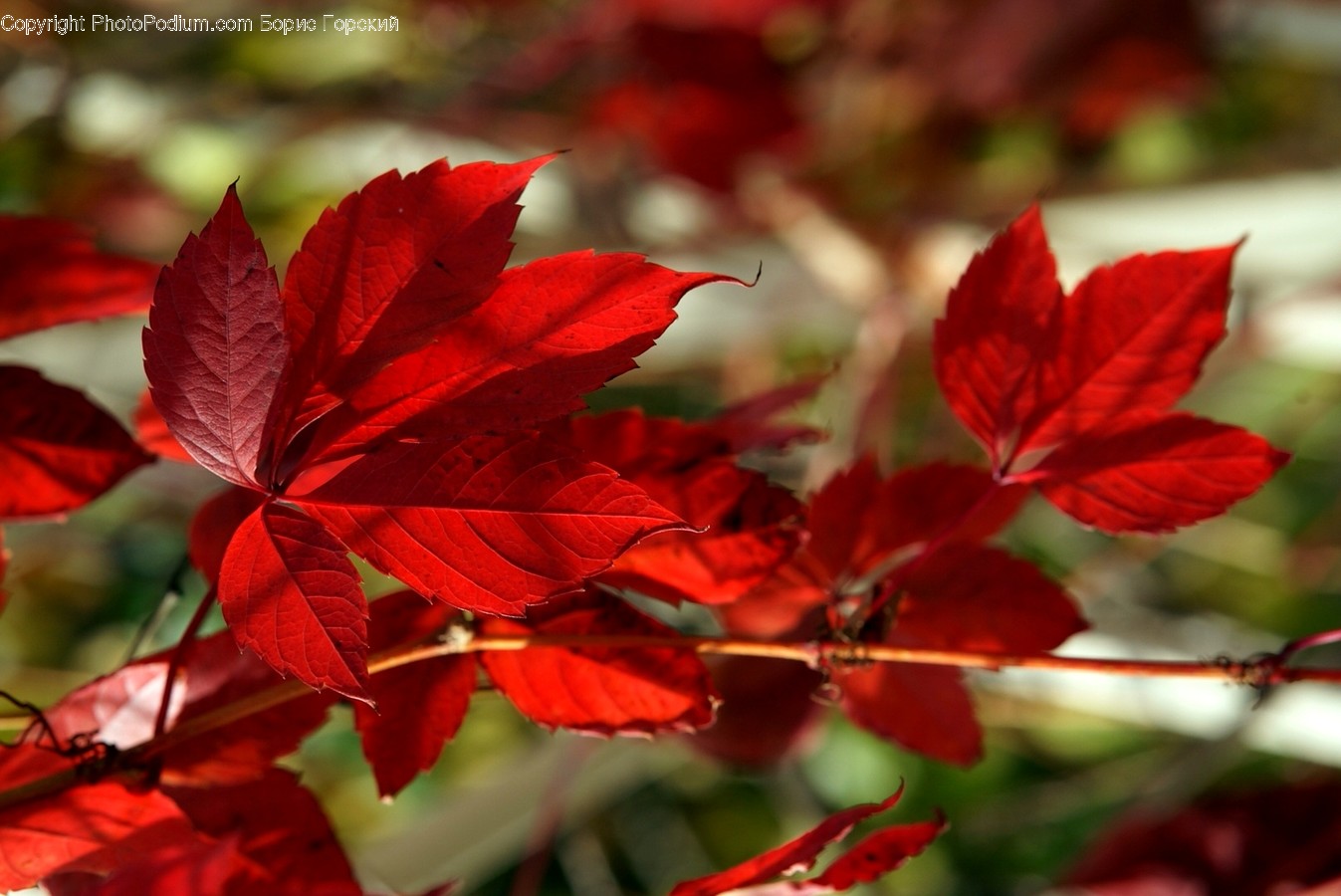 Flora, Maple, Plant, Tree, Blossom