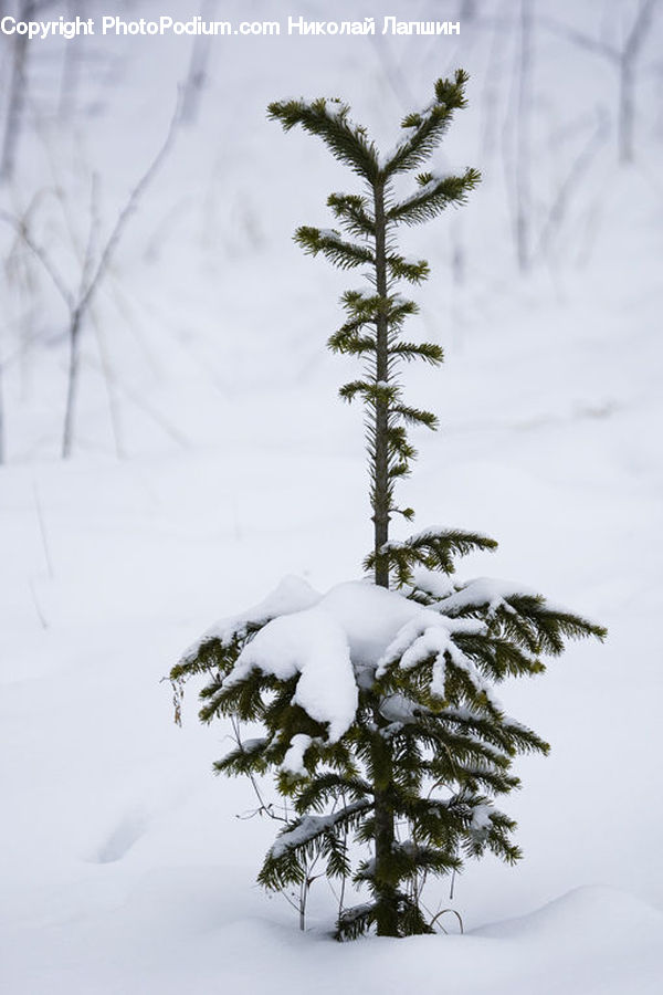 Ice, Outdoors, Snow, Conifer, Fir, Plant, Tree